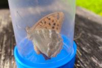 Argynnis paphia