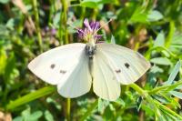 Pieris rapae