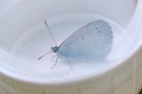 Celastrina argiolus