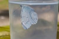Celastrina argiolus