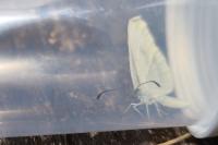 Leptidea sinapis