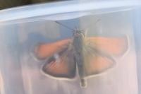 Thymelicus lineola