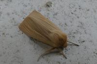 Mythimna pallens