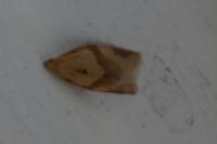 Clepsis consimilana