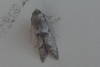 Blastobasis