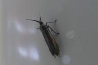 Coleophora
