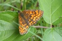 Melitaea athalia