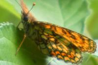 Melitaea athalia