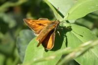 Ochlodes sylvanus