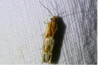 Eucosma