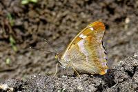 Apatura ilia