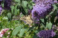 Papilio machaon
