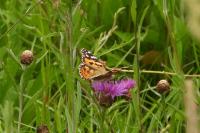 Vanessa cardui