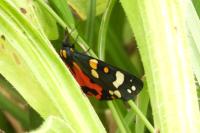 Callimorpha dominula