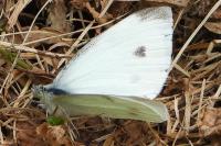 Pieris rapae