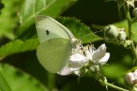 Pieris rapae