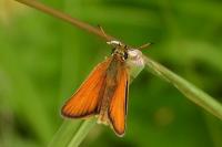 Thymelicus lineola