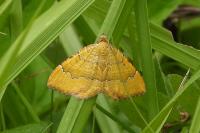Camptogramma bilineata