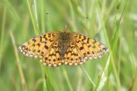 Boloria selene