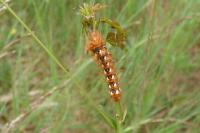 Acronicta rumicis