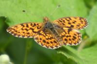 Boloria dia