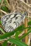 Melanargia galathea
