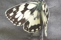 Melanargia galathea
