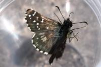 Pyrgus armoricanus