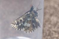 Pyrgus armoricanus