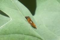 Olethreutes arcuella