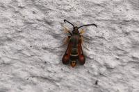Pyropteron chrysidiforme