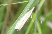 Crambus pascuella