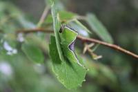 Cerura vinula