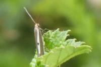 Parahyponomeuta egregiella