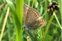 Polyommatus icarus