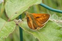 Ochlodes sylvanus