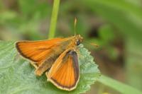 Thymelicus sylvestris