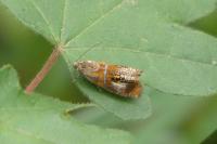 Olethreutes arcuella