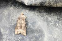 Agrotis ipsilon
