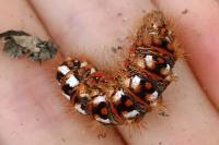 Acronicta rumicis