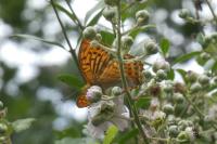 Argynnis paphia