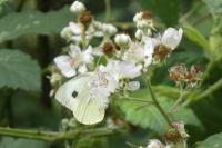 Pieris brassicae