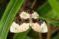 Cosmorhoe ocellata