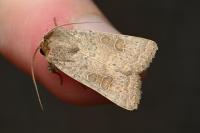 Hoplodrina ambigua