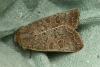Hoplodrina ambigua