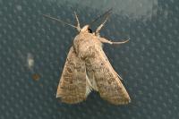 Hoplodrina ambigua