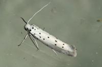 Yponomeuta padella