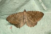 Philereme vetulata