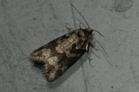 Cnephasia