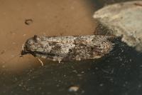 Cnephasia